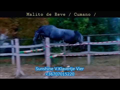 Malito de reve x Concorde 3 yo Gelding