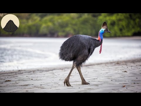 Evolution of the Giant Flightless Birds