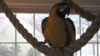 Darwin Singing