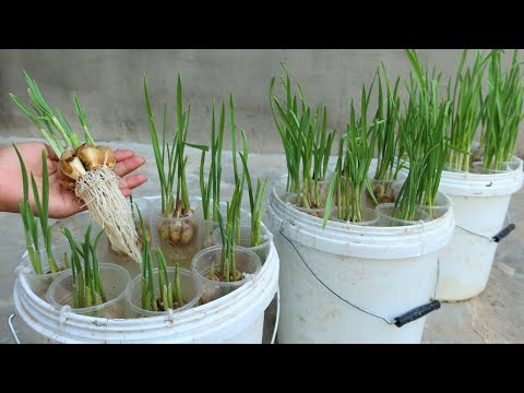 , title : 'How to grow garlic in water quickly for rooting'