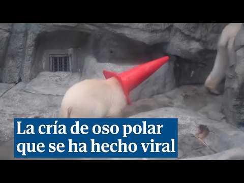 Una cria d'ós polar es torna viral per la seva peculiar afició als cons de trànsit
