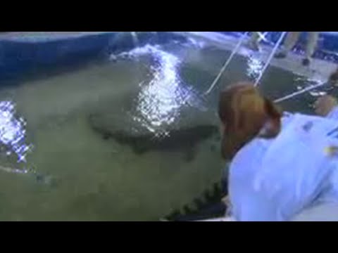 Sand Sharks: Killers Before They're Even Born | BBC Studios