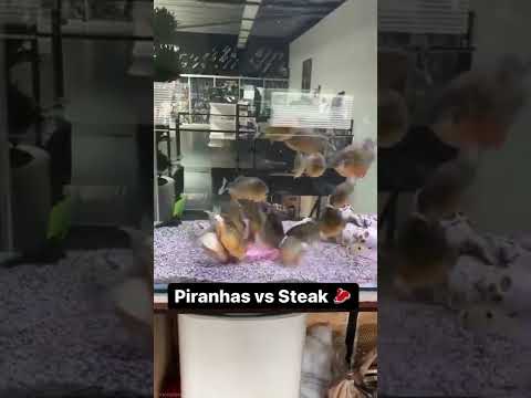 piranhas vs steak#aggressive#aquarium#feeding#piranha#possessive#subscribe#support#fish#steak#share