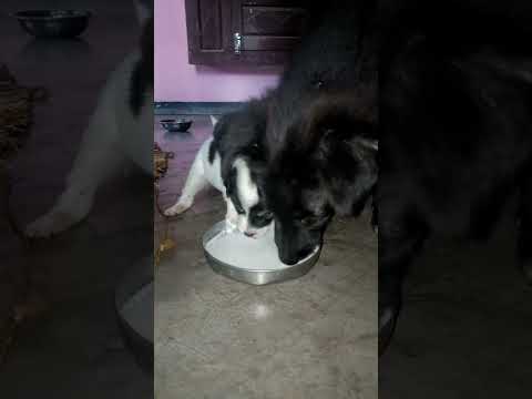 angry cute baby dog  (22 days papy)#dogs #doglover #angry#papy