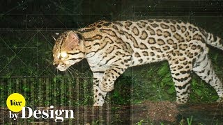 How border walls disrupt nature