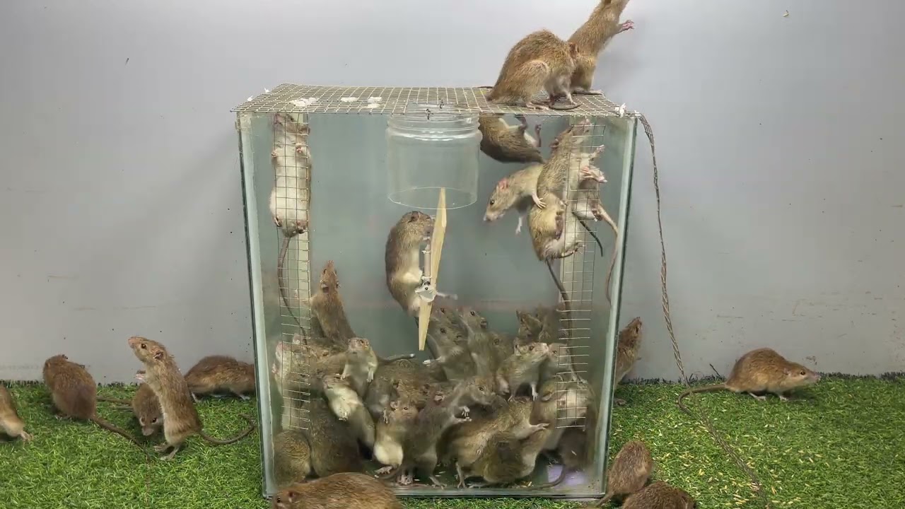 ネズミ捕り 2025 / 世界最高のネズミ捕りのアイデア