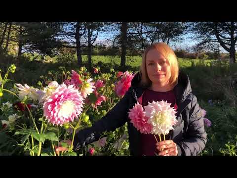 A walk through the dahlia garden of Lily from Lily's Garden Store