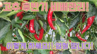 고추 후반기 비배관리, 이렇게 하면 엄청나게 땁니다! 고추 농사 잘 짓는법!!