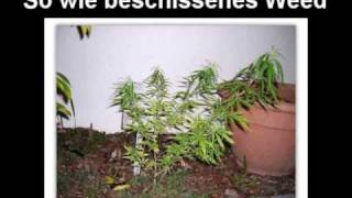 Nikitaman - Einfach nur ein Lied (mit Text)