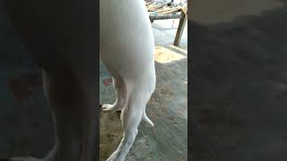 Bully Kutta Puppies Videos