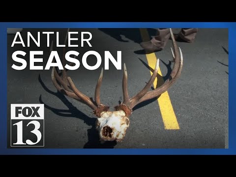 Visitors receive greater access to collect deer antlers on Antelope Island