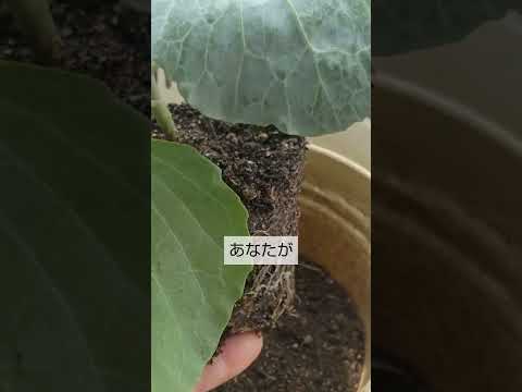 バルコニーの鉢でバジルを育てるためのヒント