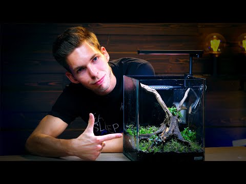 DENNERLE NANO PLANTED TANK SETUP SHORT FILM - WITH DANIEL