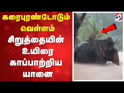 DitwahCyclone | CycloneDitwah| கரைபுரண்டோடும் வெள்ளம் - சிறுத்தையின் உயிரை காப்பாற்றிய யானை