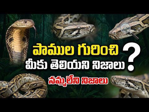 FACTS ABOUT SNAKES PART -1 | Facts Landzz |