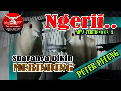 NGERII..!! Suara puter pelung bikin merinding. #puterpelung #BAGONGBF