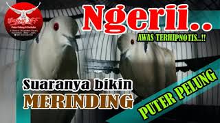 Download lagu NGERII..!! Suara puter pelung bikin merinding. #puterpelung #BAGONGBF mp3 Download lagu NGERII..!! Suara puter pelung bikin merinding. #puterpelung #BAGONGBF mp3
