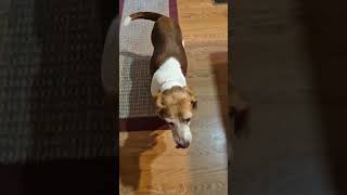Video preview image #1 Beagle Puppy For Sale in Dunnellon, FL, USA