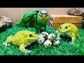 Hero frog protect parrot ‘eggs