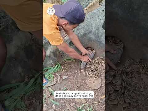 Thanh Niên giúp những chú Gà con thoát khỏi mẹ độc ác #shorts