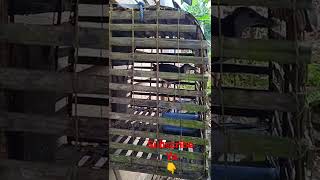 Download lagu PIKAT MUDA PENUH WIBAWA mp3