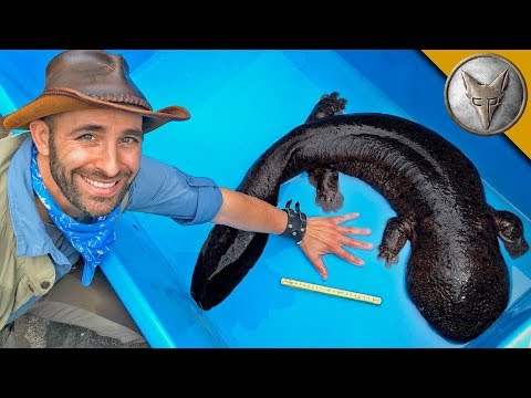 BIGGEST Salamander in Japan!