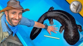BIGGEST Salamander in Japan!