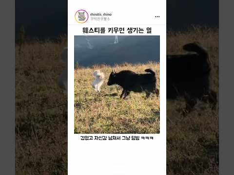 웨스트 하이랜드 화이트 테리어를 키우면 생기는 일