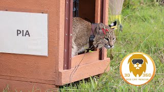 Bobcats contribute to Conservation 3D 180VR