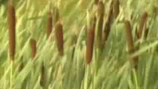 Blueberry Pickin' Day 07_26_08