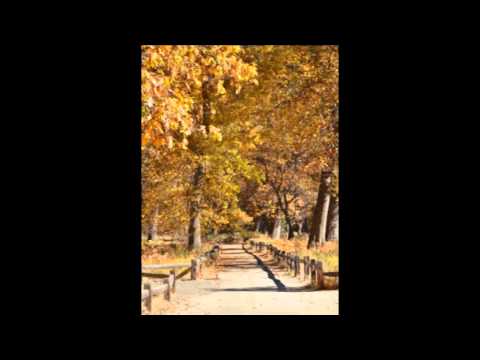 Shafee - Autumn tale