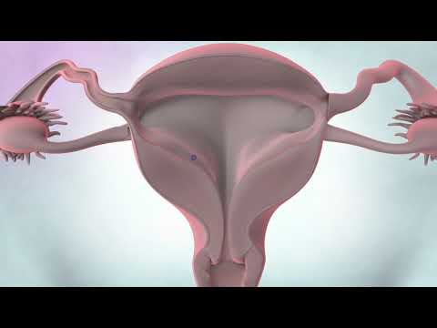 The female reproductive system | Cancer Research UK