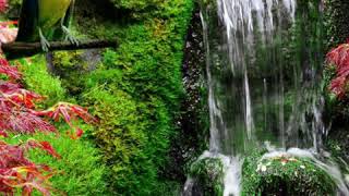 Download lagu Tembakan cucak cungkok   gemericik air mp3