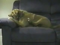 Alien Hand Syndrome In Dogs
