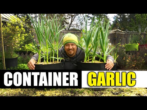 , title : 'Growing Garlic In Containers - The Definitive Guide'