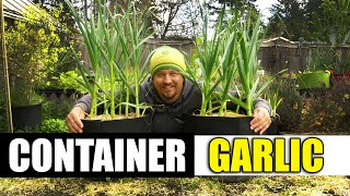 Growing Garlic In Containers - The Definitive Guide
