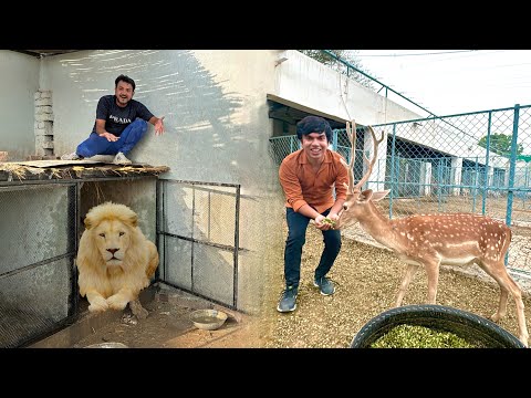 White Lion Ko Big Zoo Shift Kr Dea 😍 Hiran Ko Book Kr Lea ❤️