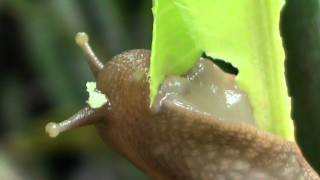 preview picture of video 'Feeding snail'