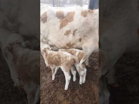 Двойняшки едят.