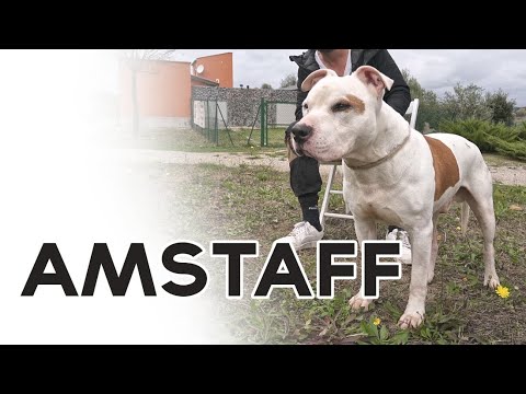 AMSTAFF - American Staffordshire Terrier