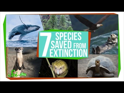 image-What was the first species to be endangered?