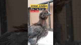 Download lagu Ayam 1 kilo di Umur 30-35 hari β #hybridanimals #ayamberkualitas #fyp mp3 Download lagu Ayam 1 kilo di Umur 30-35 hari β #hybridanimals #ayamberkualitas #fyp mp3