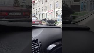 faze tari pasarea pasager