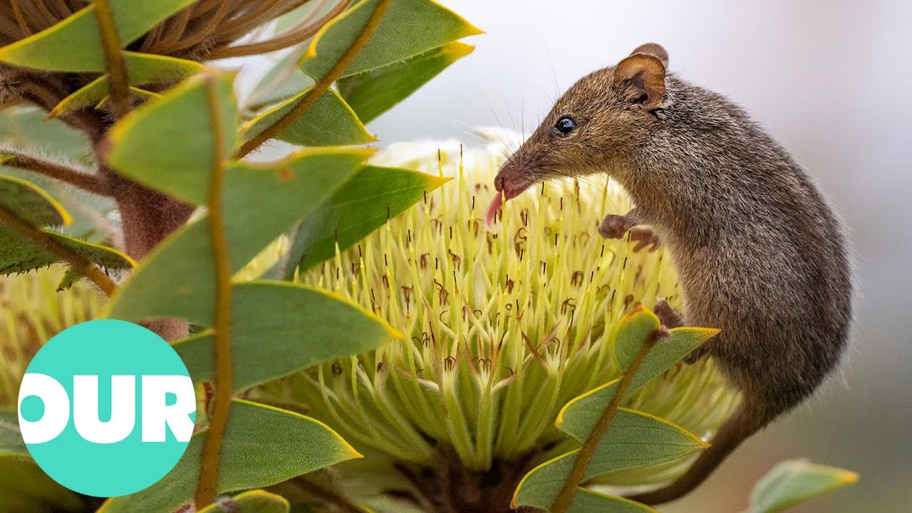 The Unique Relationship Of Honeyeaters And Flowers