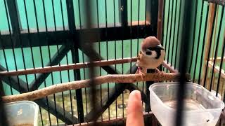 Download lagu Masteran Burung Gereja Nyerecet Panjang Suara Keras Dan Jernih mp3