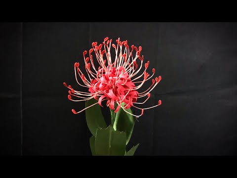 Bella’s Craft/ How to make Leucospermum flower by crepe paper/ Hướng dẫn làm hoa quắn bằng giấy nhún