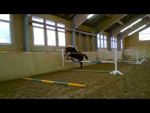 Conte K Hengst (Connor/Heraldik geb.2014) März 16.1