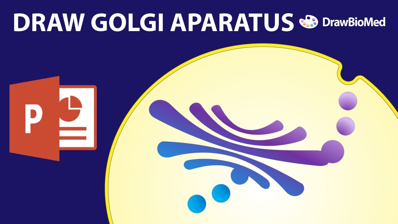 Draw Golgi Apparatus in Powerpoint | Scientific Illustration | Graphical Abstract