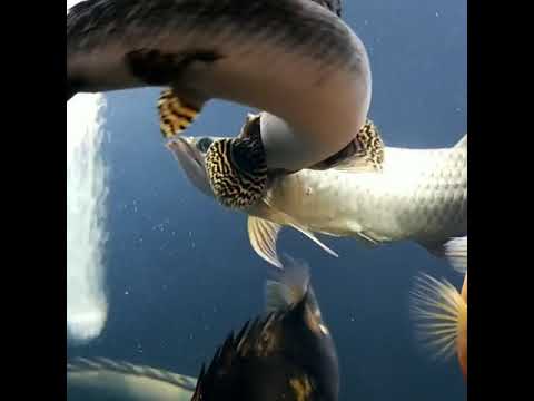 Arowana Fish and Channa Fish Fighting 😍 - #shorts 😬😮😮