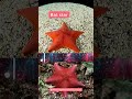 Bat Star facts